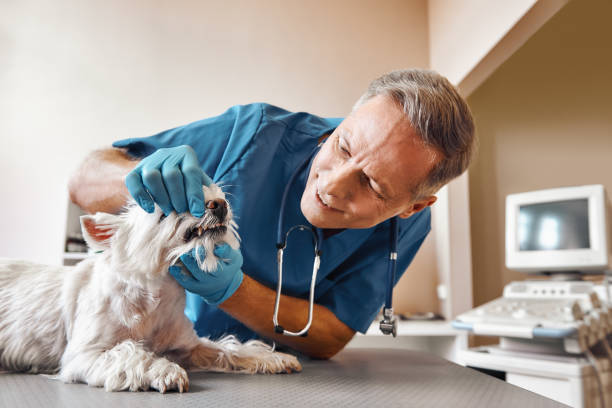 Best Same-Day Emergency Dental Services in Blue Ridge, GA
